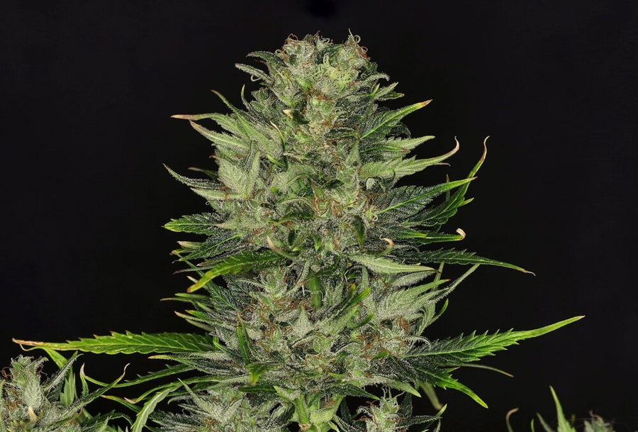 DoSiDos Auto Feminised Seeds