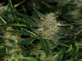 Dream Sherbet Auto Feminisierte Samen