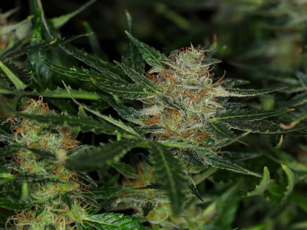 Semillas feminizadas Dream Sherbet Auto