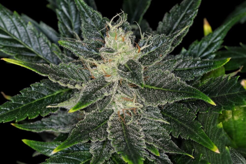 Gorilla King Auto Feminisierte Samen