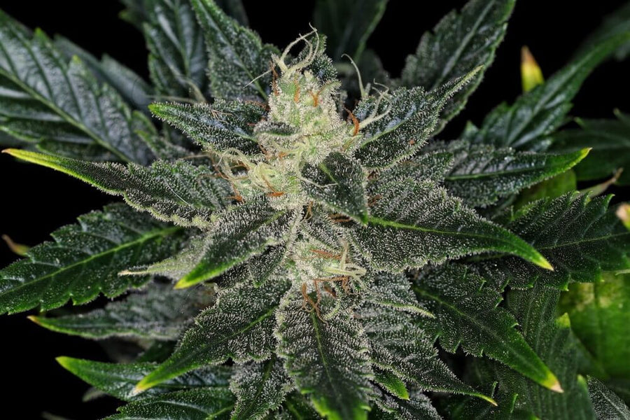 Gorilla King Auto Feminised Seeds