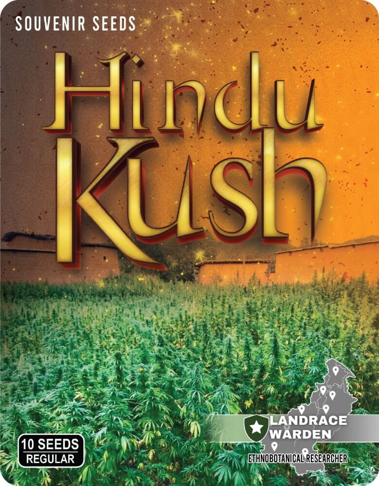 Semillas regulares de Hindu Kush