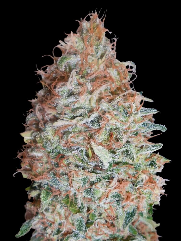 Semillas feminizadas de Banana Cookies