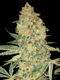 Semillas feminizadas de Bruce Banner