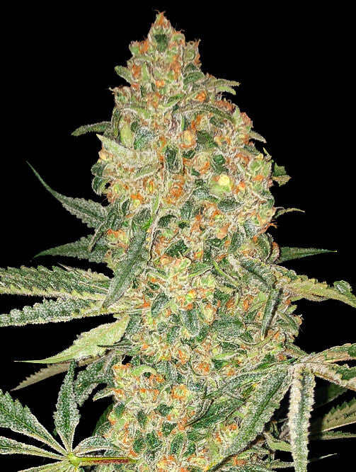 Semillas feminizadas de Bruce Banner