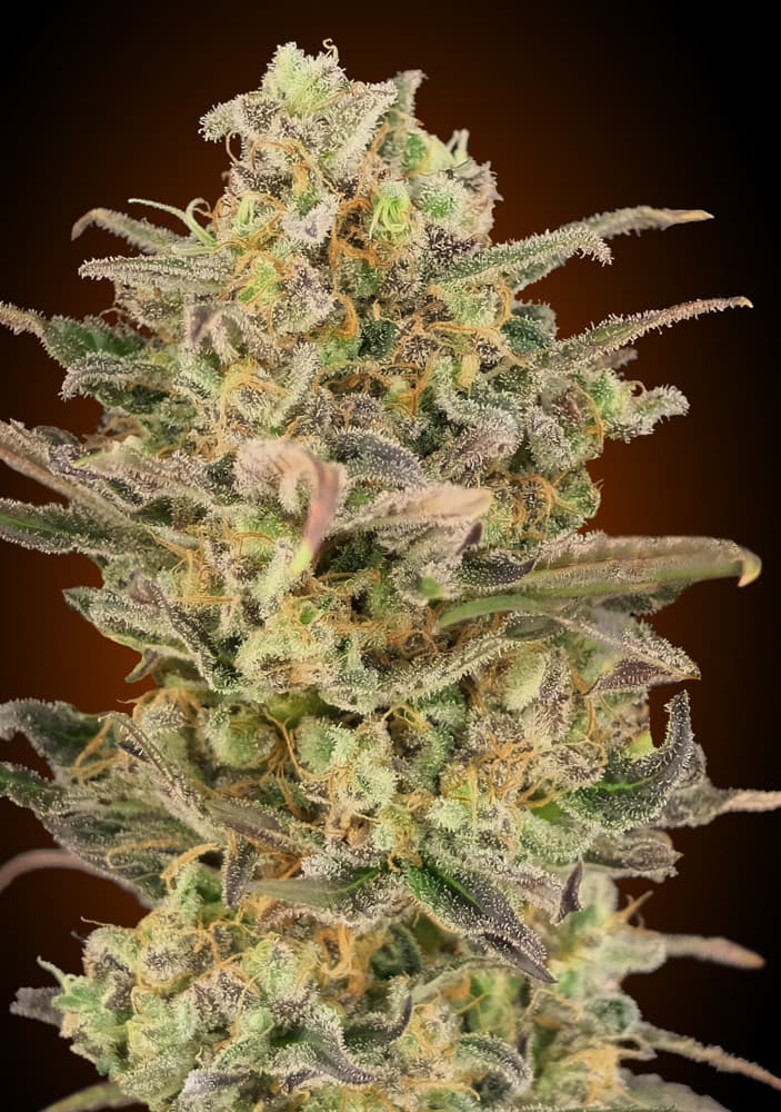 Semillas feminizadas de Somango Glue