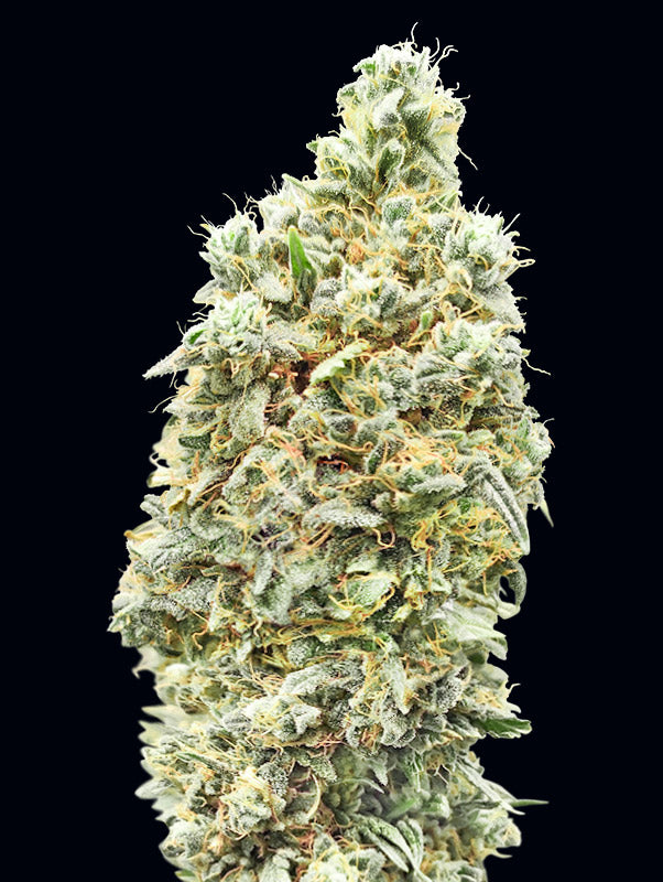 Semillas feminizadas Strawberry Banana FAST