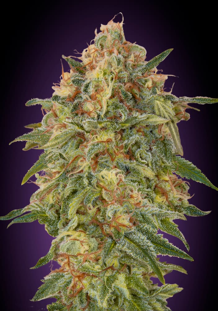 Semillas feminizadas de Zkittlez
