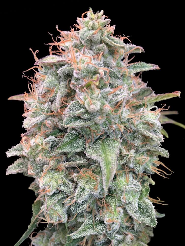 Semillas feminizadas de Banana Cookies Auto