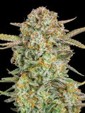 Bruce Banner XXL Auto Feminisierte Samen