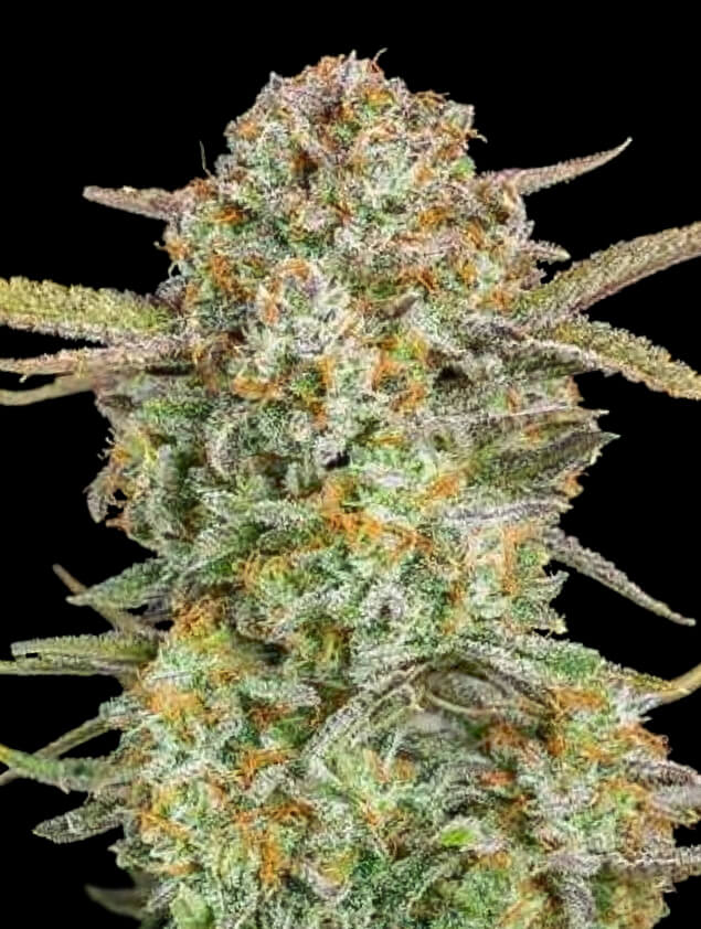 Semillas feminizadas Bruce Banner XXL Auto