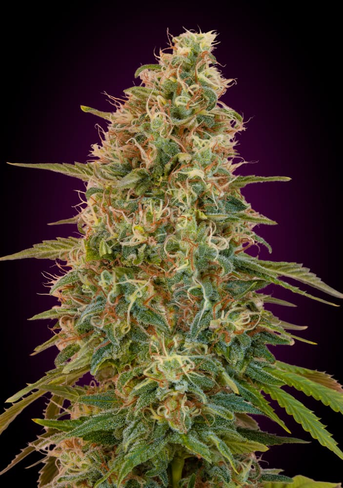 Semillas feminizadas de Zkittlez Auto
