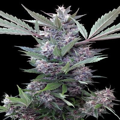 Semillas regulares de Bubba Kush x PCK