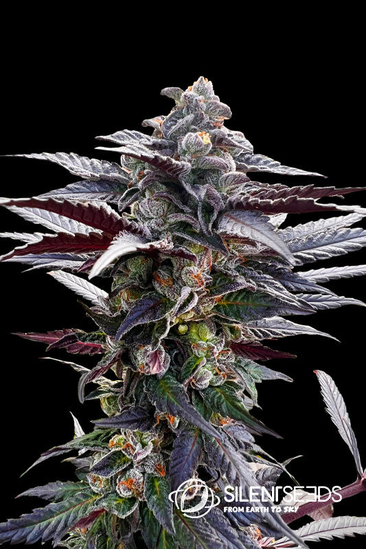 Semillas feminizadas Pink Sunset