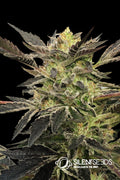 Semillas feminizadas de Pink Sunset Auto