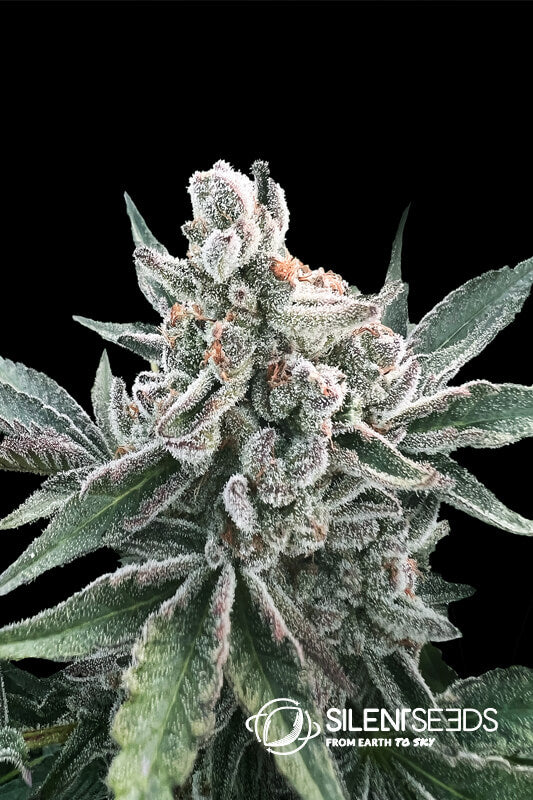 Polar Gelato Auto Feminised Seeds