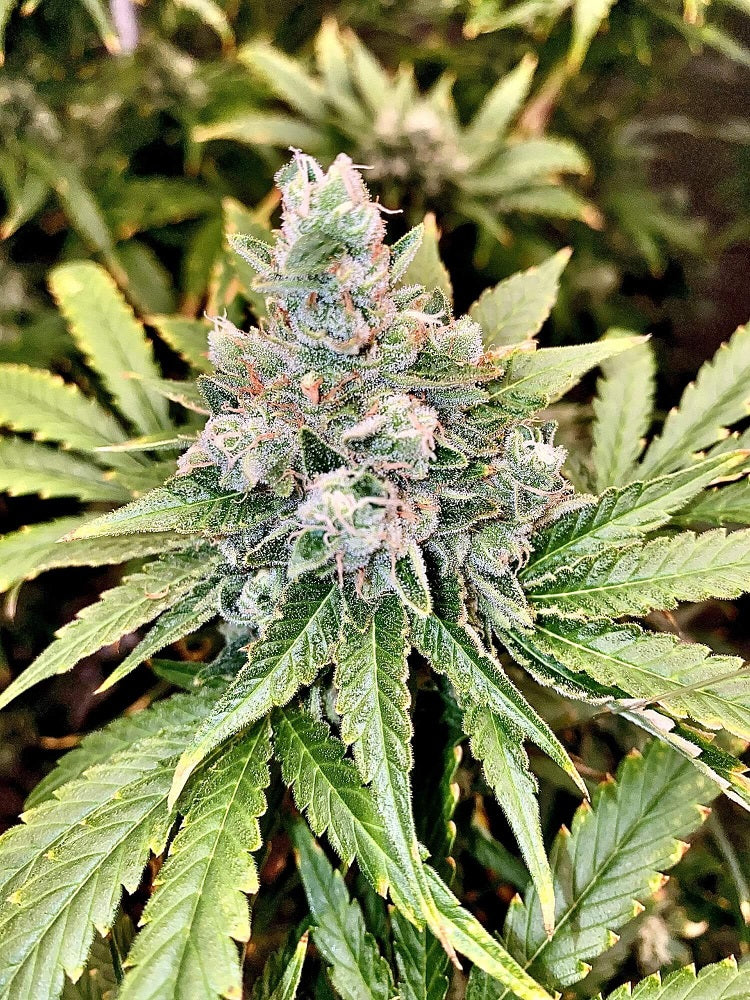 9 Alarm Regular Seeds