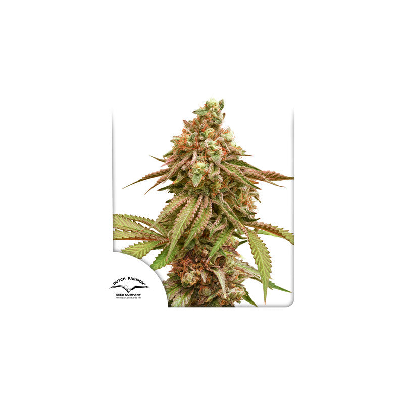 Tropical Tangie Feminised Seeds
