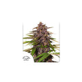 Semillas feminizadas de Forbidden Cherry Auto