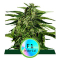 Apollo F1 Auto Feminised Seeds