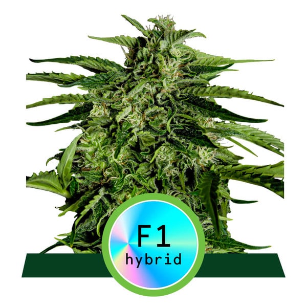 Apollo F1 Auto Feminised Seeds