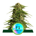 Epsilon F1 Auto Feminisierte Samen