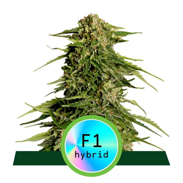 Epsilon F1 Auto Feminisierte Samen