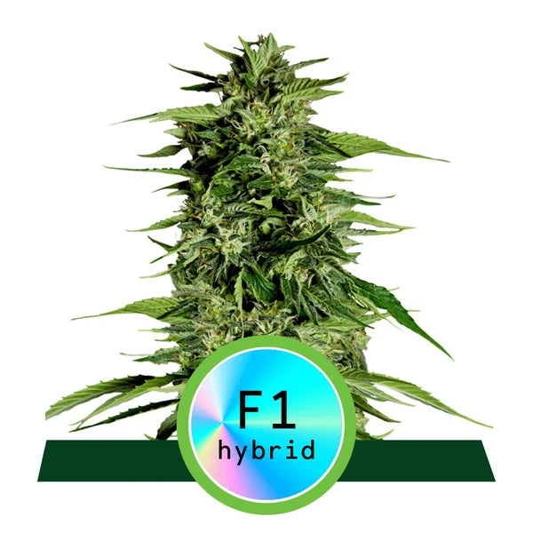 Hyperion F1 Auto Feminised Seeds