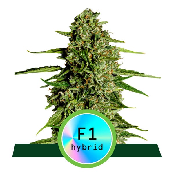 Medusa F1 Auto Feminised Seeds