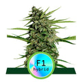 Orion F1 Auto Feminisierte Samen