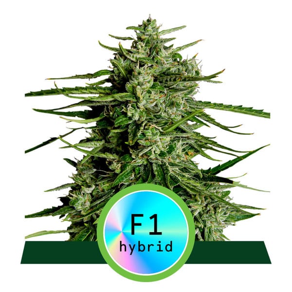 Titan F1 Auto Feminised Seeds