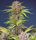 Mimosa Bruce Banner XL Auto Feminisierte Samen