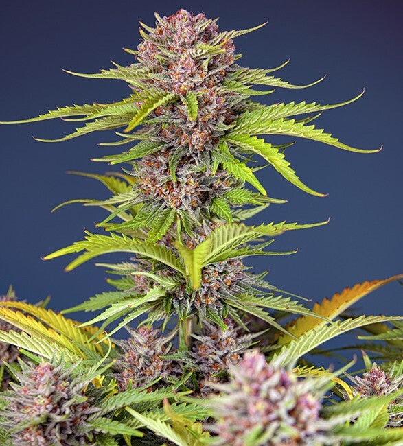 Mimosa Bruce Banner XL Auto Feminisierte Samen