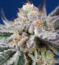 Semillas feminizadas de Orange Apricot Glue XL Auto
