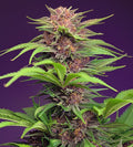 Semillas feminizadas de Red Mimosa XL Auto