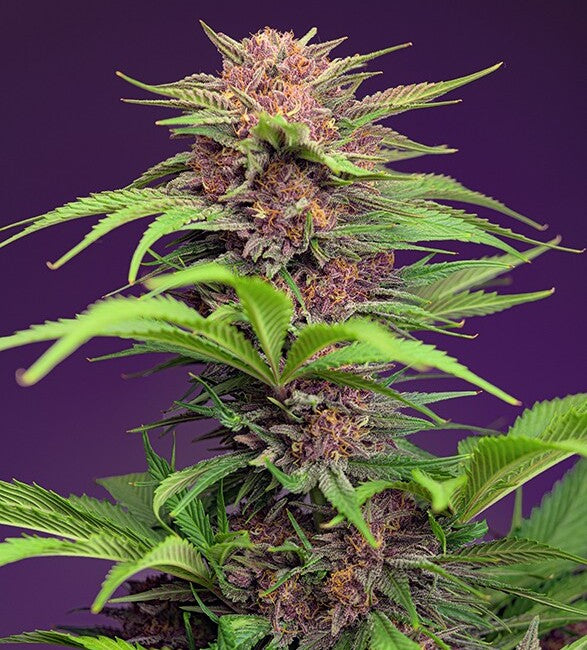 Semillas feminizadas de Red Mimosa XL Auto