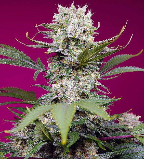 Süße Mandarine Zkittlez XL Auto Feminisierte Samen