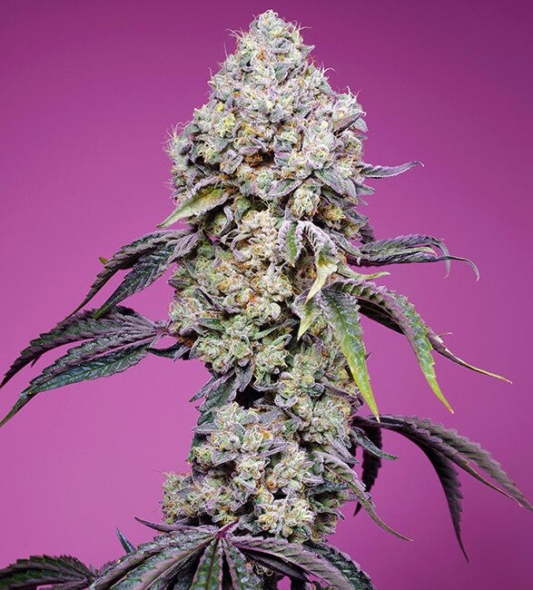 Semillas feminizadas de Sweet Mandarine Zkittlez F1 Fast Version