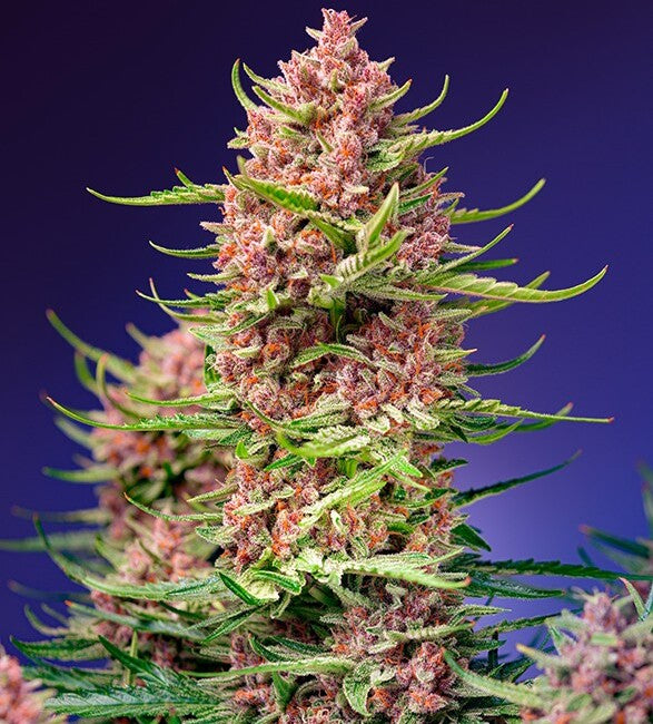Semillas feminizadas Strawberry Cola Sherbet F1 Fast Version