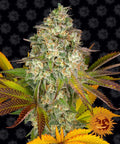 Semillas feminizadas de Cookies Kush Auto