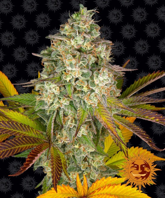 Semillas feminizadas de Cookies Kush Auto