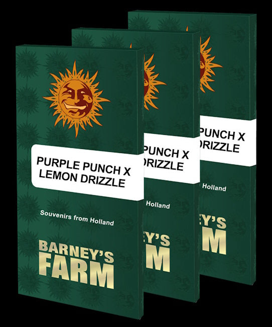 Purple Punch x Lemon Drizzle Feminised Seeds