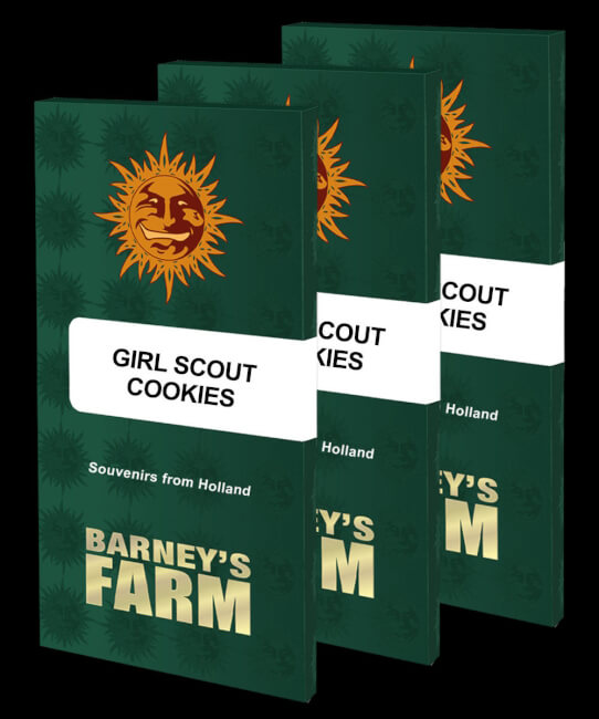 Girl Scout Cookies Feminised Seeds