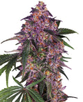 Semillas feminizadas de Sensi Purple Kush