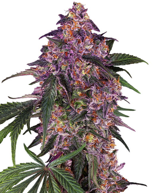 Sensi Purple Kush Feminised Seeds
