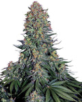 Semillas feminizadas de Blue Skunk