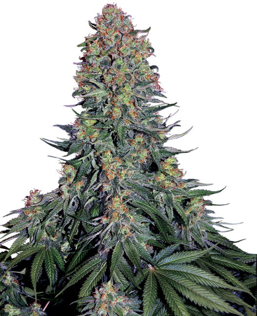 Semillas feminizadas de Blue Skunk