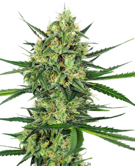 Tangerine Sugar Feminised Seeds