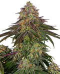 Semillas feminizadas de Sweet Cherry Kush