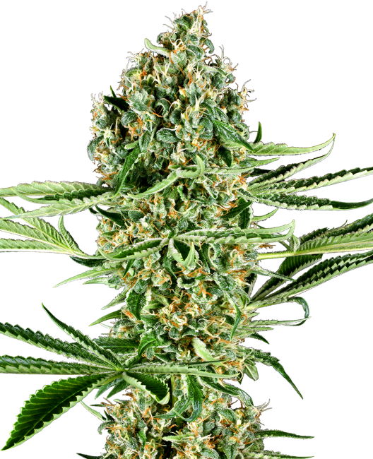 Critical Runtz Feminised Seeds